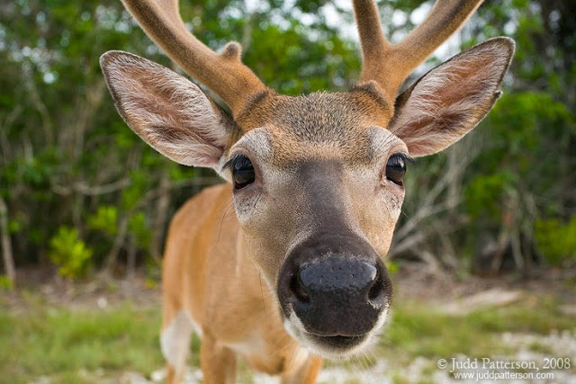 key_deer_5D_080720_5387